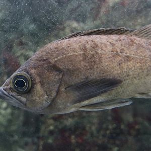 Dark-Banded Rockfish (Sebastes inermis) - Xpark