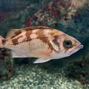 Gold-Eye Rockfish (Sebastes thompsoni) - Xpark