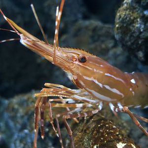 California Spot Prawn (Pandalus platyceros) - Xpark