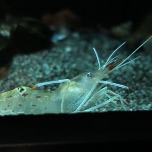 Humpback Shrimp (Pandalus hypsinotus) - Xpark