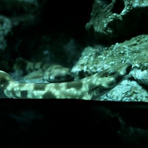 Cloudy Catshark (Scyliorhinus torazame) - Xpark