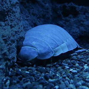 Giant Isopod (Bathynomus giganteus) - Xpark