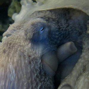 Giant Pacific Octopus (Enteroctopus dofleini) - Xpark
