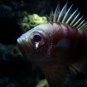 Japanese Bigeye (Pristigenys niphonia) - Xpark
