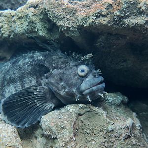 Japanese Warbonnet (Chirolophis japonicus) - Xpark