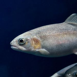 Rainbow Trout (Oncorhynchus mykiss) morph - Xpark