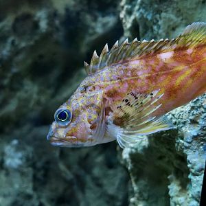 Yellowbarred Red Rockfish (Sebastiscus albofasciatus) - Xpark