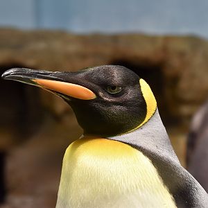 King Penguin (Aptenodytes patagonicus) - Xpark