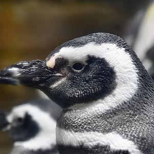 Magellanic Penguin (Spheniscus magellanicus) - Xpark