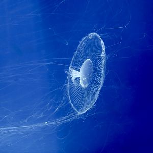 Crystal Jelly (Aequorea coerulescens) - Xpark
