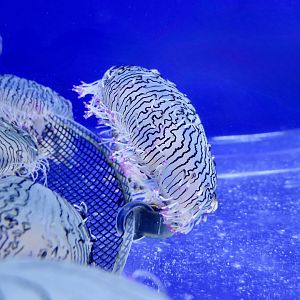 Flower Hat Jelly (Olindias formosus) - Xpark