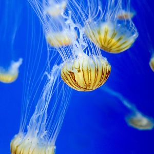 Japanese Sea Nettle (Chrysaora pacifica) - Xpark