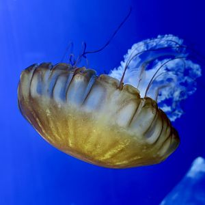 Pacific Sea Nettle (Chrysaora fuscescens) - Xpark