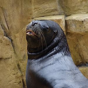 South American Sea Lion (Otaria flavescens) male - Xpark