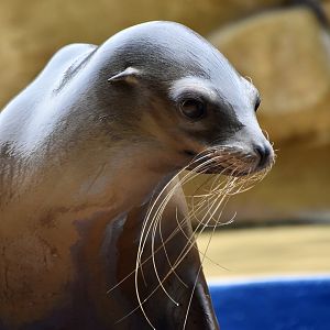 California Sea Lion (Zalophus californianus) female - Xpark