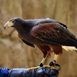 Harris's Hawk (Parabuteo unicinctus) - Xpark