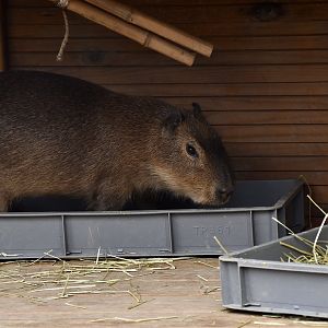 Capybara (Hydrochoerus hydrochaeris) young - Xpark