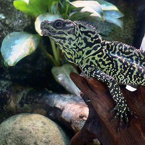 Ambon Sailfin Dragon (Hydrosaurus amboinensis) - Xpark