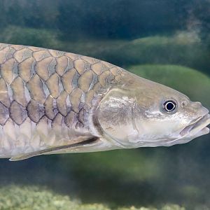 Blue Mahseer (Neolissochilus stracheyi) - Xpark