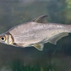 Large-Eyed Chinese Bream (Sinibrama macrops) - Xpark