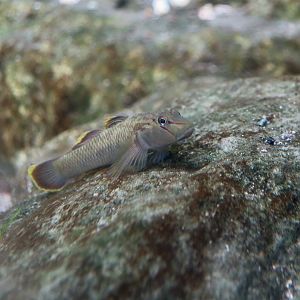 Candid Goby (Rhinogobius candidianus) endemic to Taiwan - Xpark