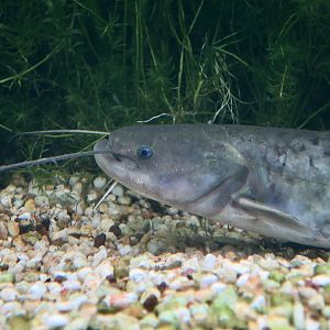 Amur Catfish (Silurus asotus) - Xpark