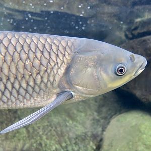 Grass Carp (Ctenopharyngodon idella) - Xpark