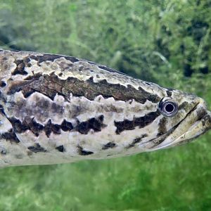 Northern Snakehead (Channa argus) - Xpark