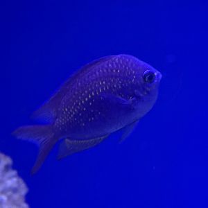 Shortsnout chromis