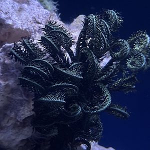 Scarlet feather star