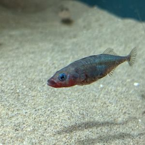 Three-spined stickleback