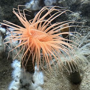 Tube anemones