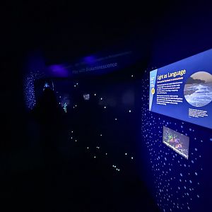 Bioluminescence display