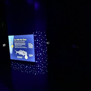Flashlight fish display