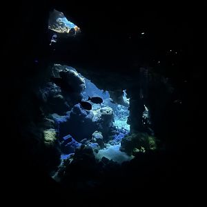 Reef cave
