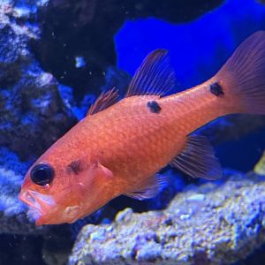 Twospot cardinalfish