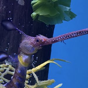 Weedy sea dragon