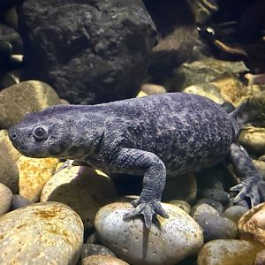 Iberian ribbed newt