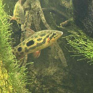 Spotted leporinus