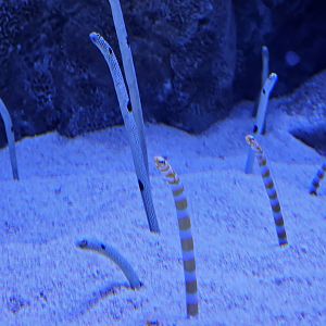 Spotted and Splendid Garden Eels