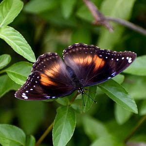Common Eggfly