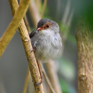 Superb Fairywren