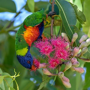 Rainbow Lorikeet feeding on eucalypt blossoms