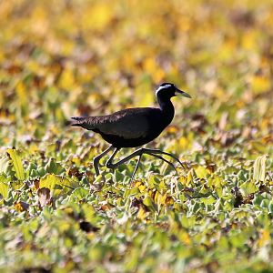 Bronze-winged Jacana (Metopidius indicus)