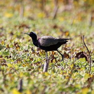 Bronze-winged Jacana (Metopidius indicus)