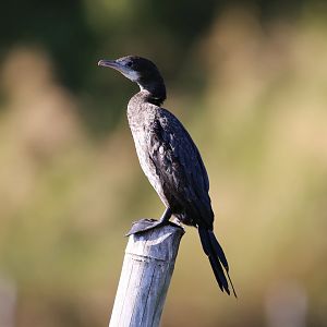 Little Cormorant (Microcarbo niger)
