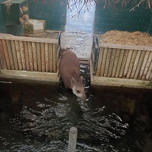 Lowland tapir