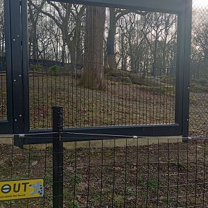 Snow leopard exhibit 2