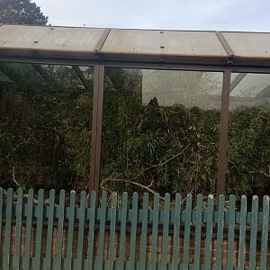 Blue-crowned laughingthrush enclosure