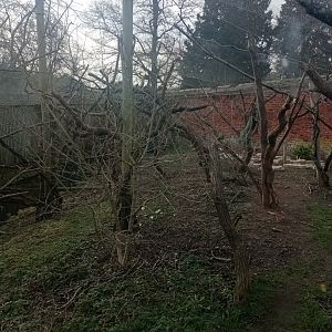 Red ruffed lemur enclosure